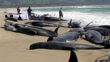 beached-whales-australia-photo3463